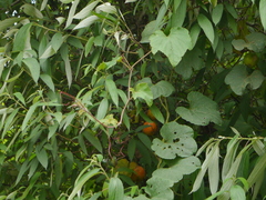 Trichosanthes bracteata
