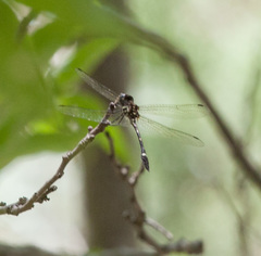 Macrothemis inequiunguis