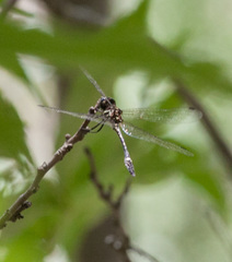 Macrothemis inequiunguis