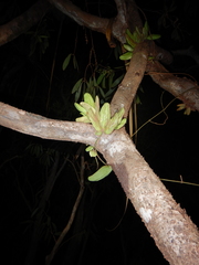 Dischidia major