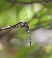 Macrothemis inequiunguis