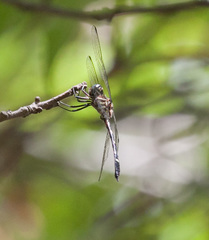 Macrothemis inequiunguis
