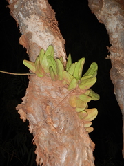 Dischidia major