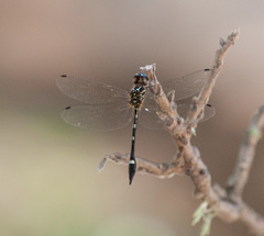 Macrothemis inequiunguis