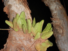 Dischidia major