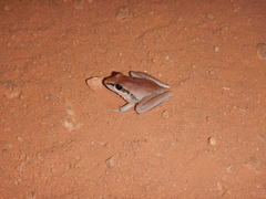 Litoria nigrofrenata