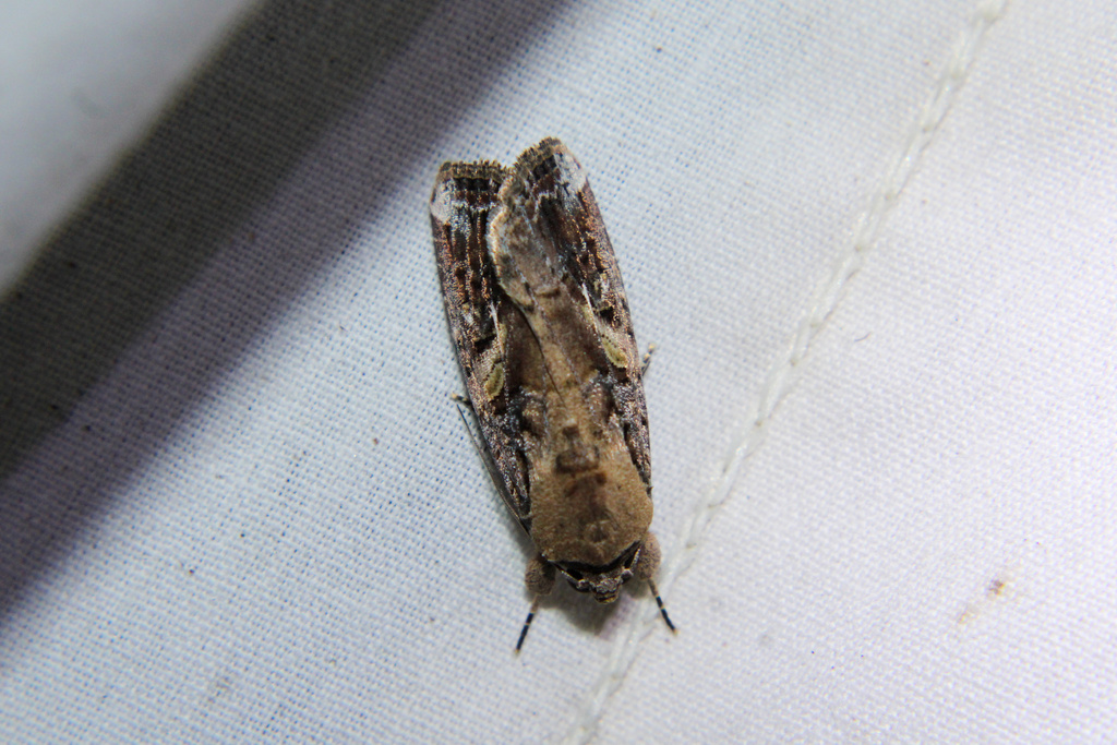 Fall Armyworm Moth from Cross Bend Dr, Arlington, TX, US on August 26 ...