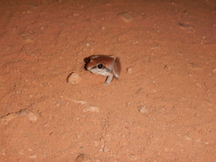 Litoria nigrofrenata