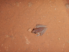 Litoria nigrofrenata