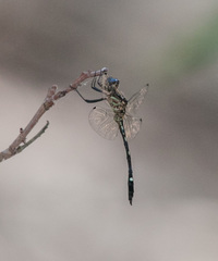 Macrothemis inequiunguis