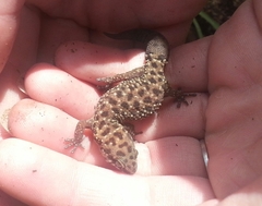 Pachydactylus affinis