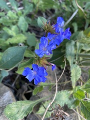 Ceratostigma