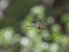 Macrothemis inequiunguis