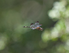 Macrothemis inequiunguis