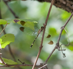 Macrothemis inequiunguis