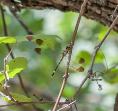 Macrothemis inequiunguis