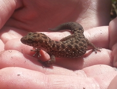 Pachydactylus affinis