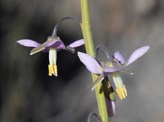 Heliophila cornuta squamata