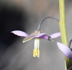 Heliophila cornuta squamata