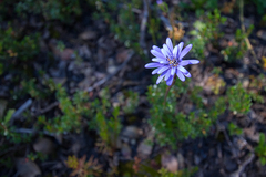 Perezia pedicularidifolia
