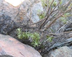 Heliophila cornuta squamata