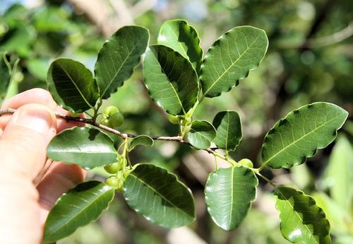 False Mastic (Margaritaria discoidea)