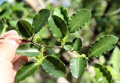 Margaritaria discoidea nitida