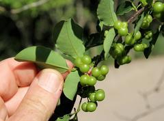 Margaritaria discoidea nitida