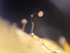 Clastoderma debaryanum