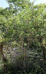 Margaritaria discoidea nitida