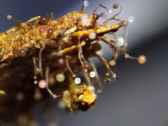 Clastoderma debaryanum