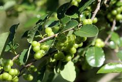 Margaritaria discoidea nitida