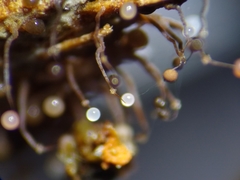 Clastoderma debaryanum