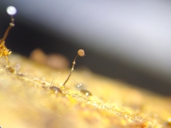 Clastoderma debaryanum