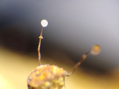 Clastoderma debaryanum