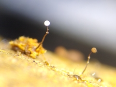 Clastoderma debaryanum