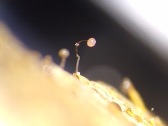 Clastoderma debaryanum