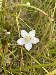 Parnassia palustris