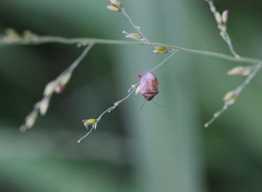 Eysarcoris ventralis