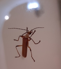 Chauliognathus cinguliventris