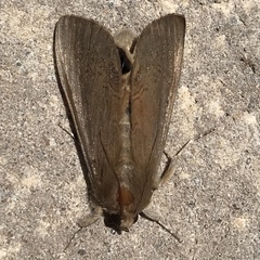 Litoprosopus futilis