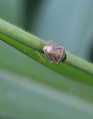 Eysarcoris ventralis
