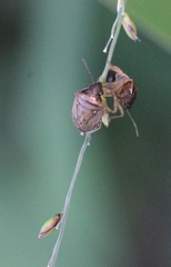Eysarcoris ventralis