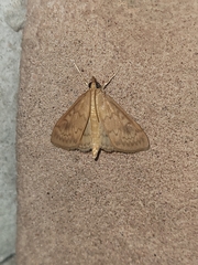 Ostrinia obumbratalis