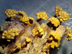 Oligonema verrucosum