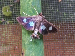 Diaphania exclusalis