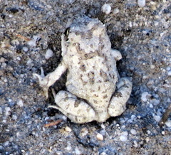 Tomopterna delalandii