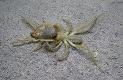Solpugidae