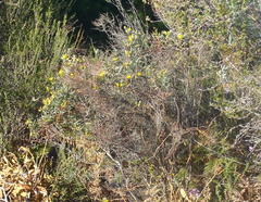 Rhynchosia chrysoscias