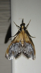 Chalcoela iphitalis